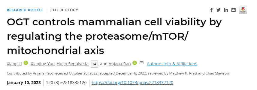 研究人員終于發(fā)現(xiàn)了一種名為O-GlcNAc轉(zhuǎn)移酶(OGT)的酶在維持細胞健康中的作用 研究人員終于發(fā)現(xiàn)了一種名為O-GlcNAc轉(zhuǎn)移酶(OGT)的酶在維持細胞健康中的作用
