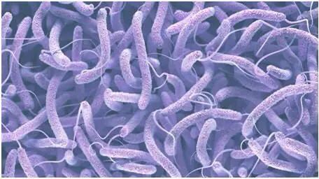 霍亂弧菌 霍亂弧菌