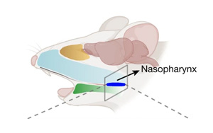《Nature》甲流當(dāng)季，大腦如何感知感染以及“布洛芬”沒效果的原因？
