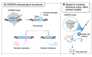 《科學(xué)》：諾獎(jiǎng)得主解讀 CRISPR 的十年