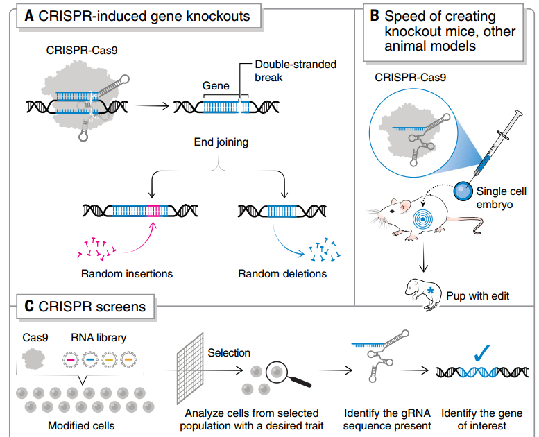 CRISPR 敲除和 CRISPR 篩選的流程