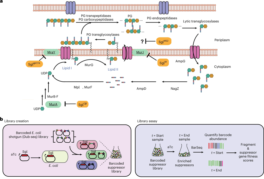 全基因組篩選用于鑒定噬菌體編碼單基因裂解系統(tǒng)的宿主抑制因子