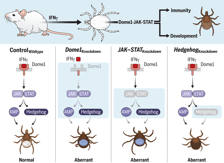 共生細(xì)菌擬桿菌中轉(zhuǎn)錄終止因子Rho的相分離控制基因表達(dá)并促進(jìn)哺乳動(dòng)物腸道中的細(xì)菌適應(yīng)性