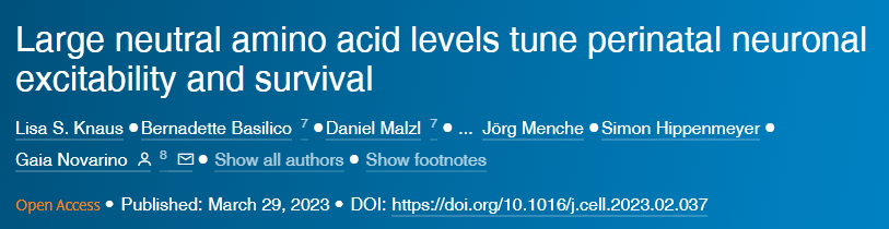 中性氨基酸水平調(diào)節(jié)圍產(chǎn)期神經(jīng)元的興奮性和存活率