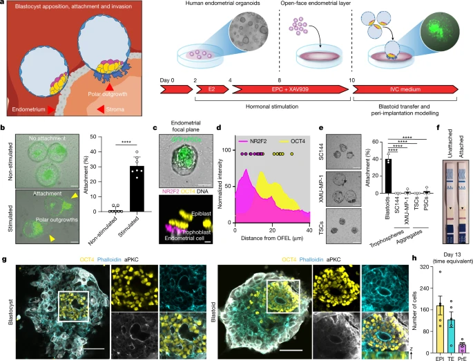 人類母細(xì)胞概括了植入的各個(gè)方面