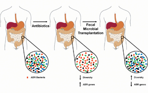 科學(xué)家們發(fā)現(xiàn)了可以減少抗生素對(duì)腸道細(xì)菌有害副作用的化合物