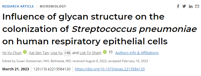 CPS的結(jié)構(gòu)形態(tài)和類型在人氣道的附著強(qiáng)度和存活中起著重要作用 CPS的結(jié)構(gòu)形態(tài)和類型在人氣道的附著強(qiáng)度和存活中起著重要作用