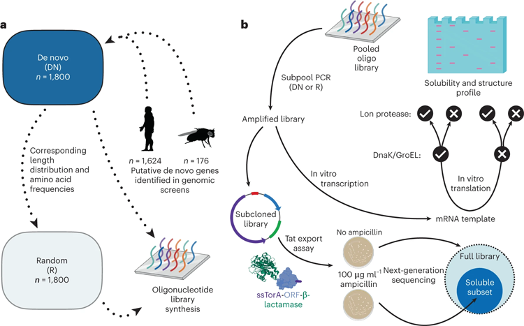 文庫設(shè)計，合成和實驗路線