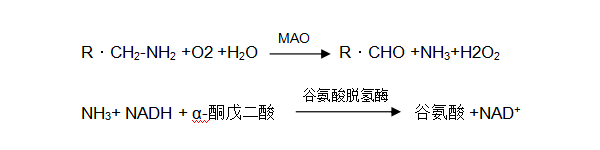 單胺氧化酶（MAO）檢測(cè)
