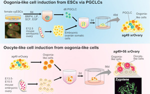 研究人員在實驗室成功地誘導(dǎo)了靈長類動物的卵母細(xì)胞