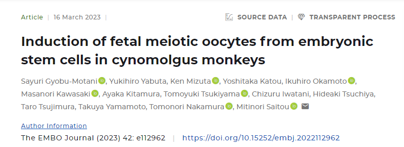 新研究成功地從食蟹猴的胚胎干細胞中誘導(dǎo)了減數(shù)分裂(分裂)卵母細胞 新研究成功地從食蟹猴的胚胎干細胞中誘導(dǎo)了減數(shù)分裂(分裂)卵母細胞