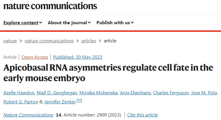 研究人員利用創(chuàng)新成像技術描述了哺乳動物胚胎發(fā)育的關鍵時刻 研究人員利用創(chuàng)新成像技術描述了哺乳動物胚胎發(fā)育的關鍵時刻