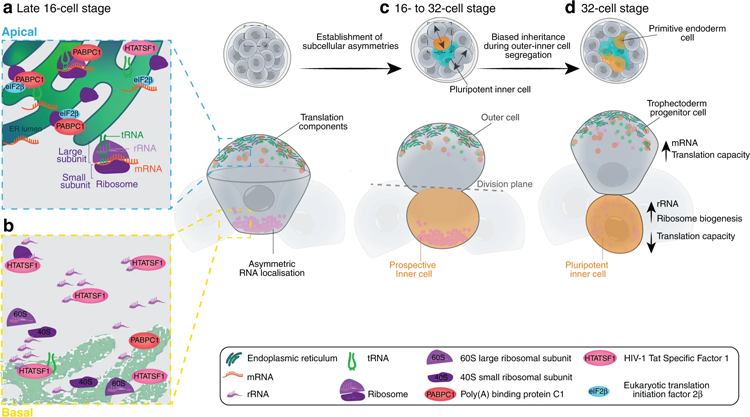 植入前小鼠胚胎中亞細胞異質性的示意圖 植入前小鼠胚胎中亞細胞異質性的示意圖