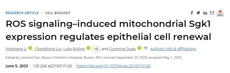 人體線粒體中的一個(gè)環(huán)可能允許細(xì)胞在分化的道路上后退