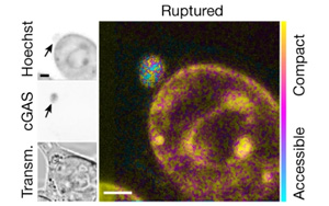 Nature發(fā)現(xiàn)染色體不穩(wěn)定性和表觀遺傳改變之間意想不到的聯(lián)系