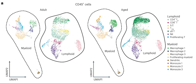淋巴免疫細胞亞群顯示IL-17A/F相關(guān)信號傳導(dǎo)增加