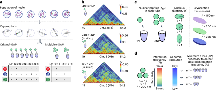 SWI/SNF的缺陷促進(jìn)了真正的記憶T細(xì)胞形成 SWI/SNF的缺陷促進(jìn)了真正的記憶T細(xì)胞形成