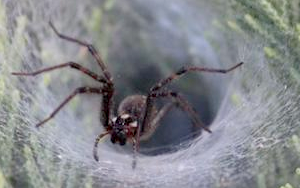 救人“蛛”“心”！研究揭示：蜘蛛致命毒液或可治療心血管疾病，全球“頭號(hào)殺手”有了“勁敵”