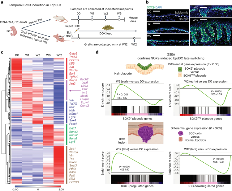 持續(xù)的SOX9再激活使表皮沉默，同時(shí)激活毛囊，隨后導(dǎo)致BCC死亡