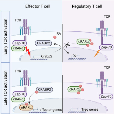 機(jī)理模式圖