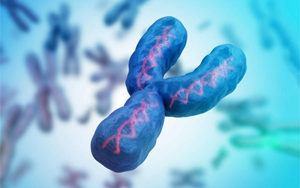 最后一塊拼圖，人類(lèi)Y染色體的完整序列首次公布