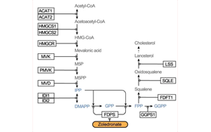Nature：利用CRISPR，終于弄清楚了一種獨(dú)特的免疫細(xì)胞是如何識(shí)別并摧毀腫瘤的