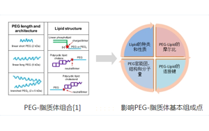 聚乙二醇-脂質(zhì)（PEG-lipid）結(jié)構(gòu)與性質(zhì)