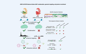 《Cell》蛋白質(zhì)內(nèi)在無序區(qū)在染色質(zhì)調(diào)控和基因表達(dá)中的關(guān)鍵作用