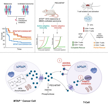 實(shí)驗(yàn)原理