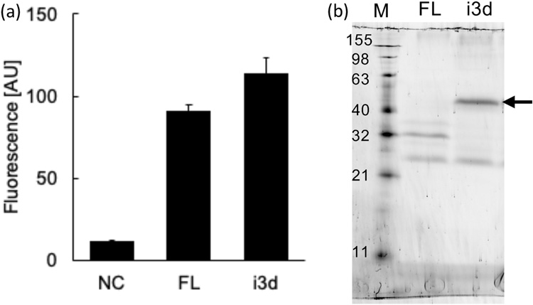 全長(zhǎng)H3R(FL)和缺失I3L的H3R(i3d)在釀酒酵母YB1菌株中的表達(dá) 全長(zhǎng)H3R(FL)和缺失I3L的H3R(i3d)在釀酒酵母YB1菌株中的表達(dá)
