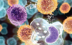 Seebio品牌細(xì)胞因子合集