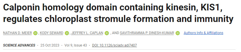 含有驅(qū)動蛋白KIS1的Calponin同源結(jié)構域調(diào)節(jié)葉綠體基質(zhì)的形成和免疫
