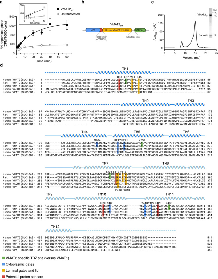VMAT2的結構設計和序列比對