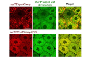《PNAS》合成酶來(lái)解開(kāi)分子之謎
