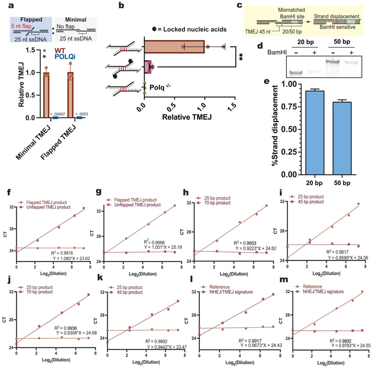 TMEJ的基本機(jī)制和驗證