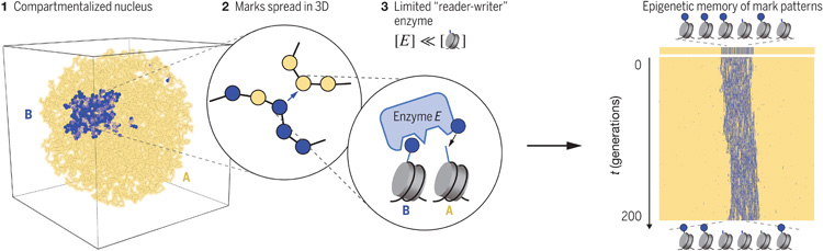 我們的染色質(zhì)及其在細胞周期中的動力學(xué)模型揭示了穩(wěn)定表觀遺傳記憶的三個關(guān)鍵要素