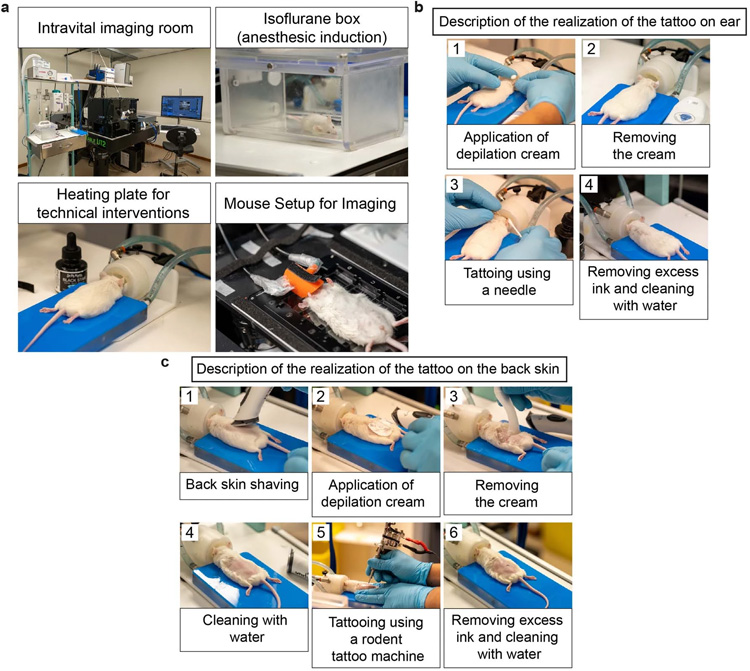 設(shè)置活體小鼠體內(nèi)顯微鏡跟蹤相同的克隆 設(shè)置活體小鼠體內(nèi)顯微鏡跟蹤相同的克隆