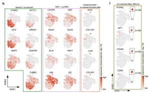 Nature新研究揭示小膠質(zhì)細胞在人類大腦發(fā)育中的關鍵作用