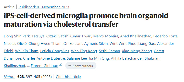 ips細(xì)胞衍生的小膠質(zhì)細(xì)胞通過膽固醇轉(zhuǎn)移促進(jìn)腦類器官成熟