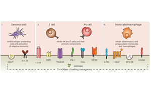 Nature子刊：免排斥！科學家創(chuàng)造了“隱形”供體細胞和組織移植物