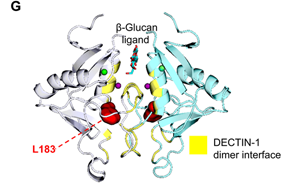 抗真菌蛋白DECTIN-1可用于自身免疫疾病和癌癥治療