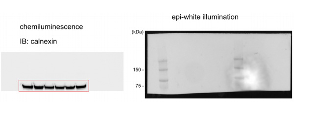 Calnexin水平作為載量控制如圖所示 Calnexin水平作為載量控制如圖所示