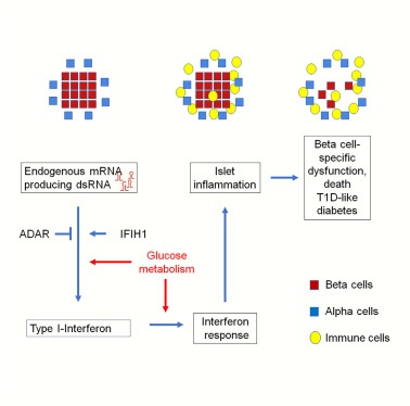 胰腺β細(xì)胞中有缺陷的RNA編輯會導(dǎo)致內(nèi)源性雙鏈RNA的積累，導(dǎo)致腸間反應(yīng)、炎癥和胰島破壞