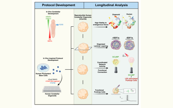 《Cell Stem Cell》改變游戲規(guī)則的類(lèi)器官模型