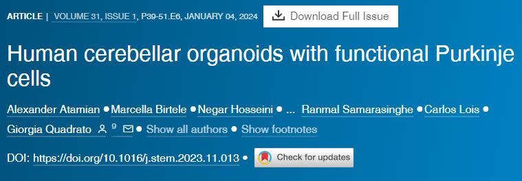 具有功能性浦肯野細(xì)胞的人類小腦類器官 具有功能性浦肯野細(xì)胞的人類小腦類器官
