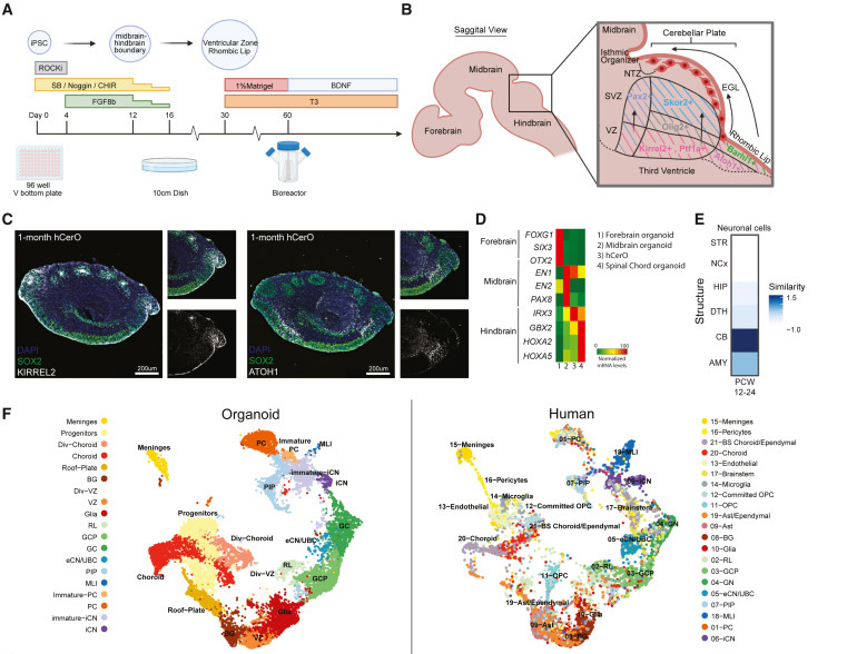 人類小腦類器官(hCerOs)可復(fù)制地產(chǎn)生人類CB的細(xì)胞多樣性 人類小腦類器官(hCerOs)可復(fù)制地產(chǎn)生人類CB的細(xì)胞多樣性