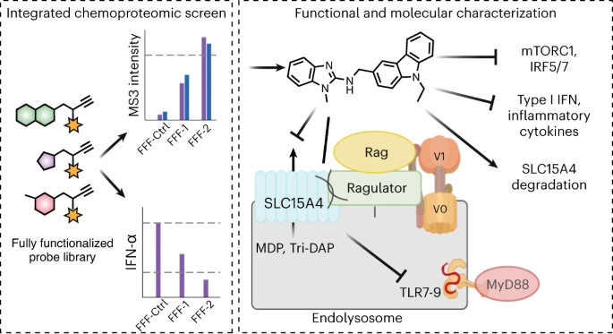 SLC15A4是一種與自身炎癥和自身免疫相關(guān)的內(nèi)溶酶體駐留轉(zhuǎn)運(yùn)蛋白