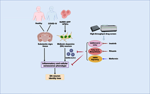 Cell Stem Cell：SARS-CoV-2可以感染多巴胺神經(jīng)元，導(dǎo)致衰老