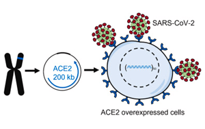 科學(xué)家在小鼠細(xì)胞中制造新冠病毒受體蛋白
