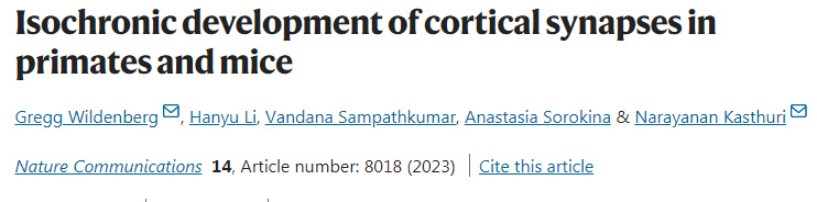 靈長類動物和小鼠皮層突觸的等時發(fā)育